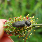 Dusky Wireworm Beetle