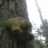 Agarikon mushroom