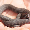 Northern Water Snake (juvenile)