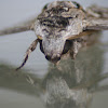 Tobacco Hornworm Moth