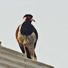 Red - wattled Lapwing