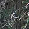 Green Kingfisher (female)