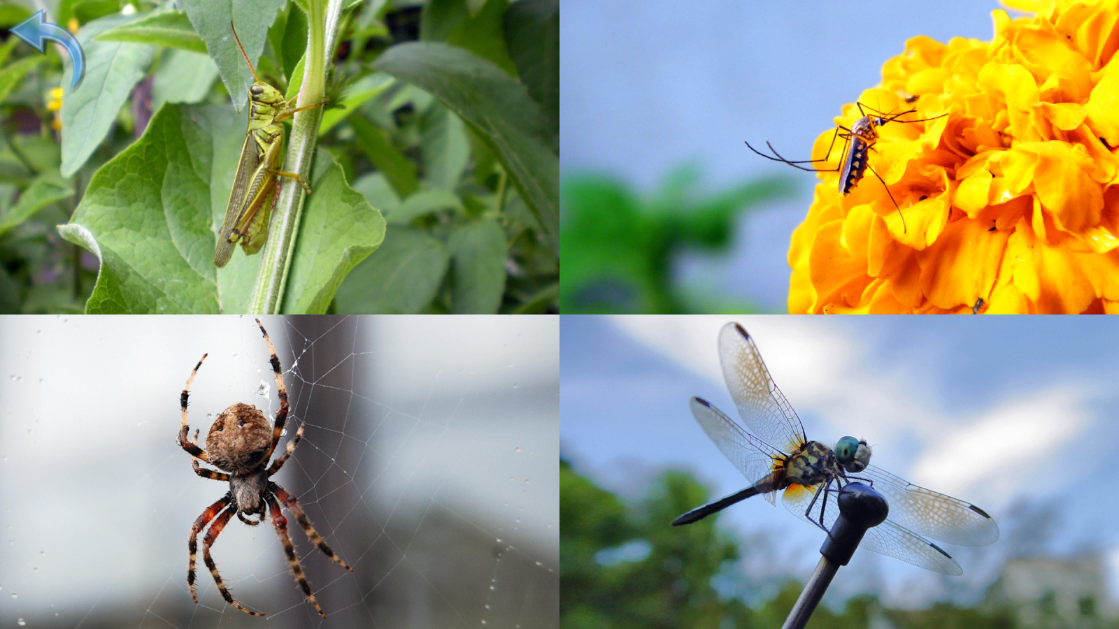    Kids Learn About Animals- screenshot  