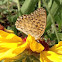 Great Spangled Fritillary