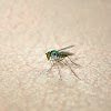 Colorful Fly