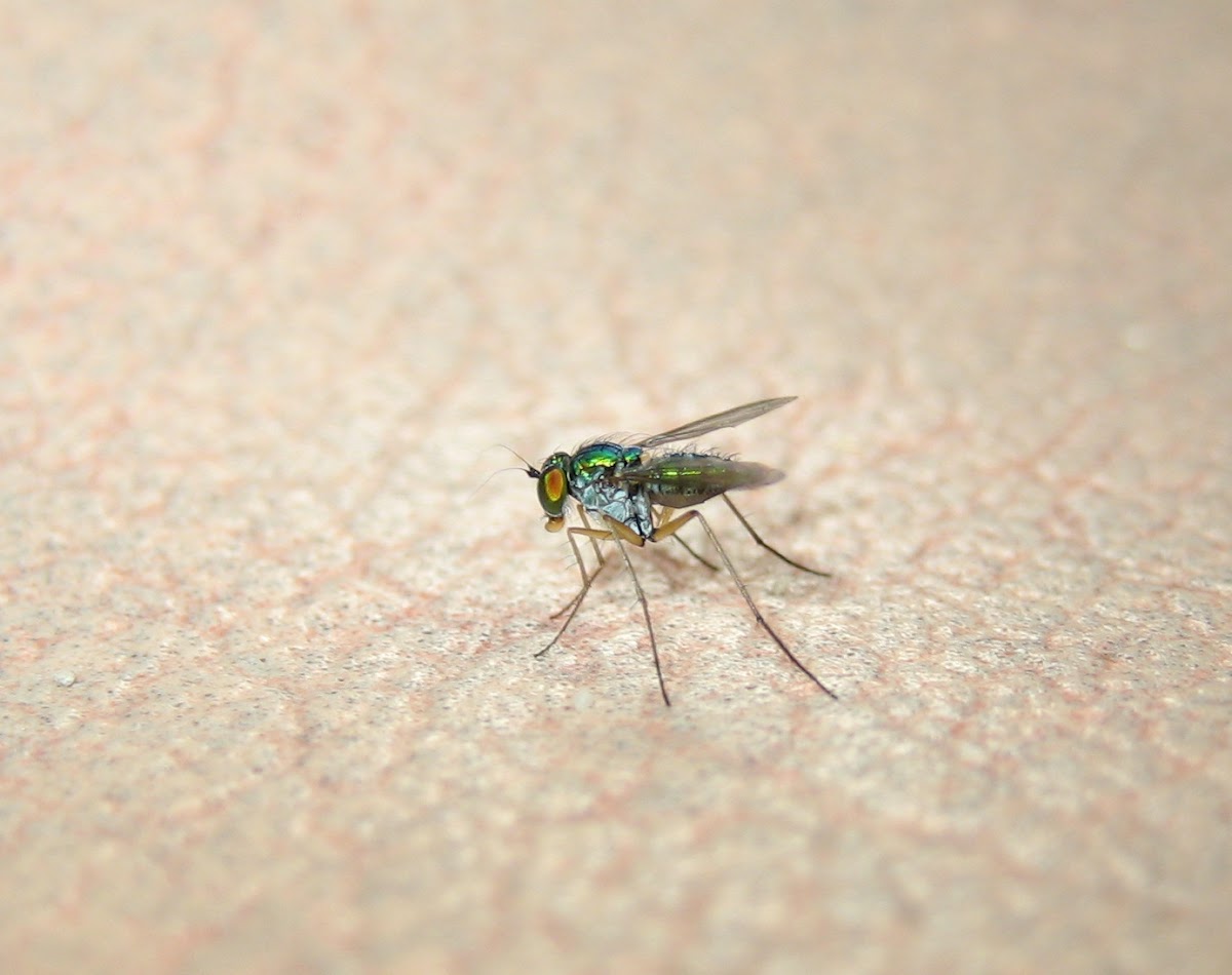Colorful Fly