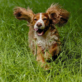 by James Blyth Currie - Animals - Dogs Running
