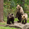European Brown Bear (Cubs + Mum)