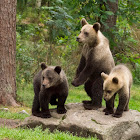 European Brown Bear (Cubs + Mum)