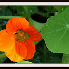 Nasturtium