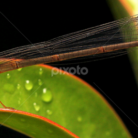 by Nicholas Lim - Animals Insects & Spiders