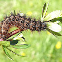 Virgin Tiger Moth Caterpillar