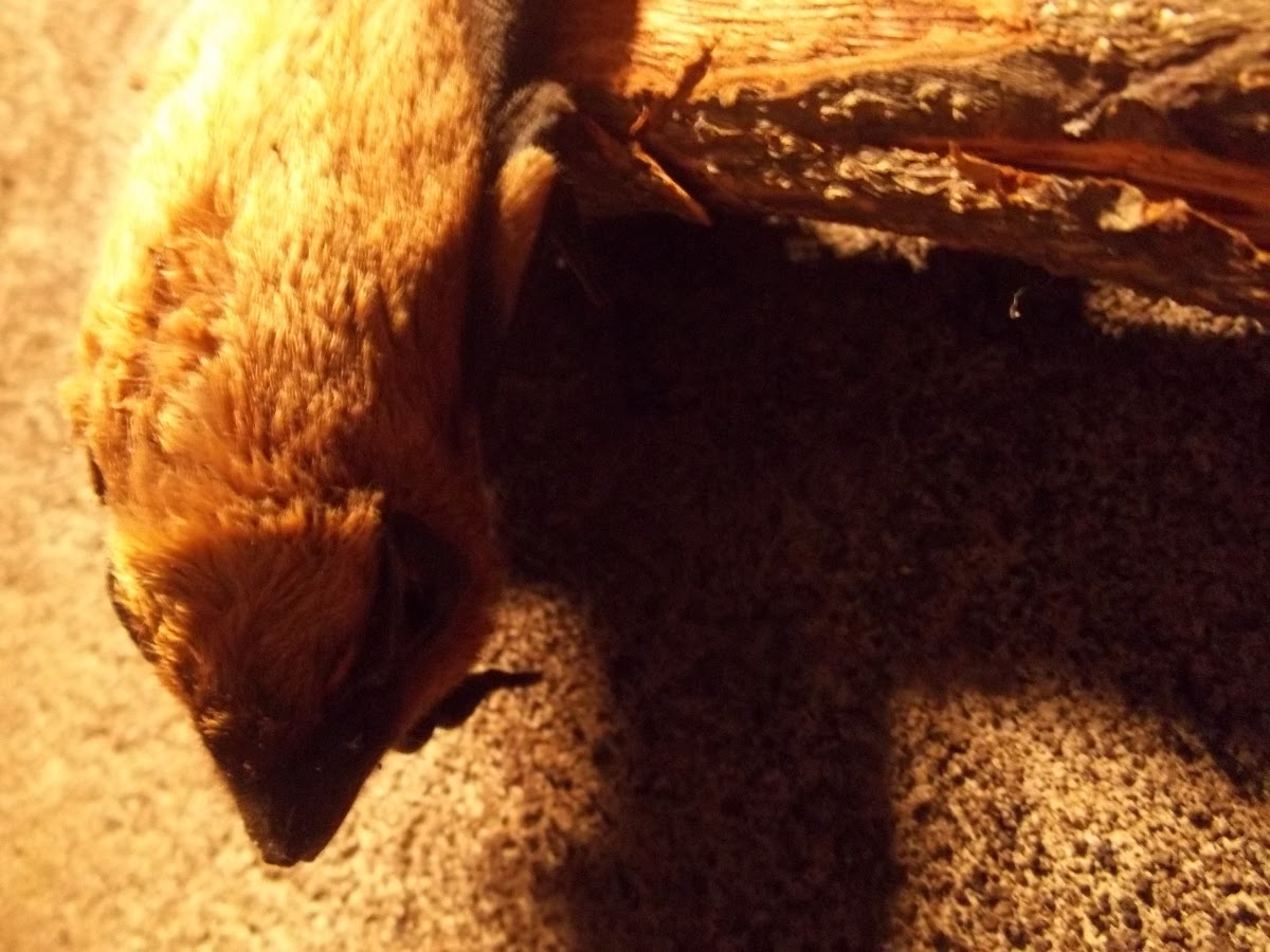 Bare-rumped Sheathtail Bat