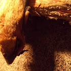 Bare-rumped Sheathtail Bat
