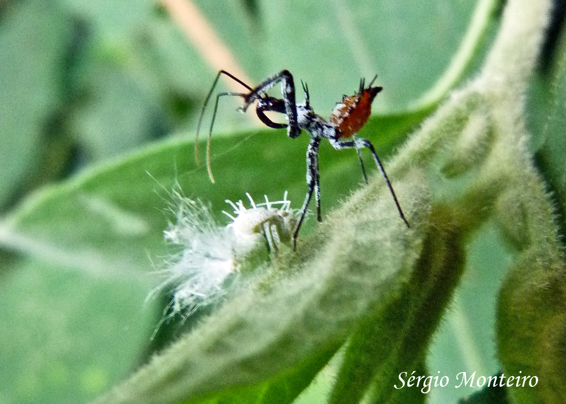 Assassin bug nymph X leafhopper nymph