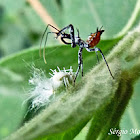 Assassin bug nymph X leafhopper nymph
