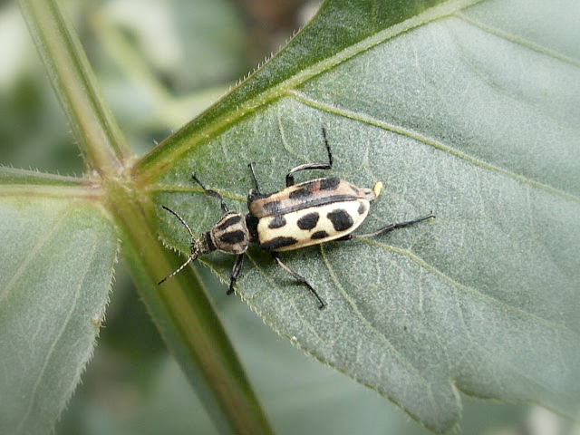Spotted Maize Beetle.