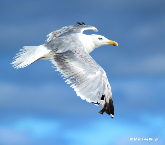 Herring gull Project Noah