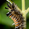 Milkweed Tussock Moth-Caterpillar