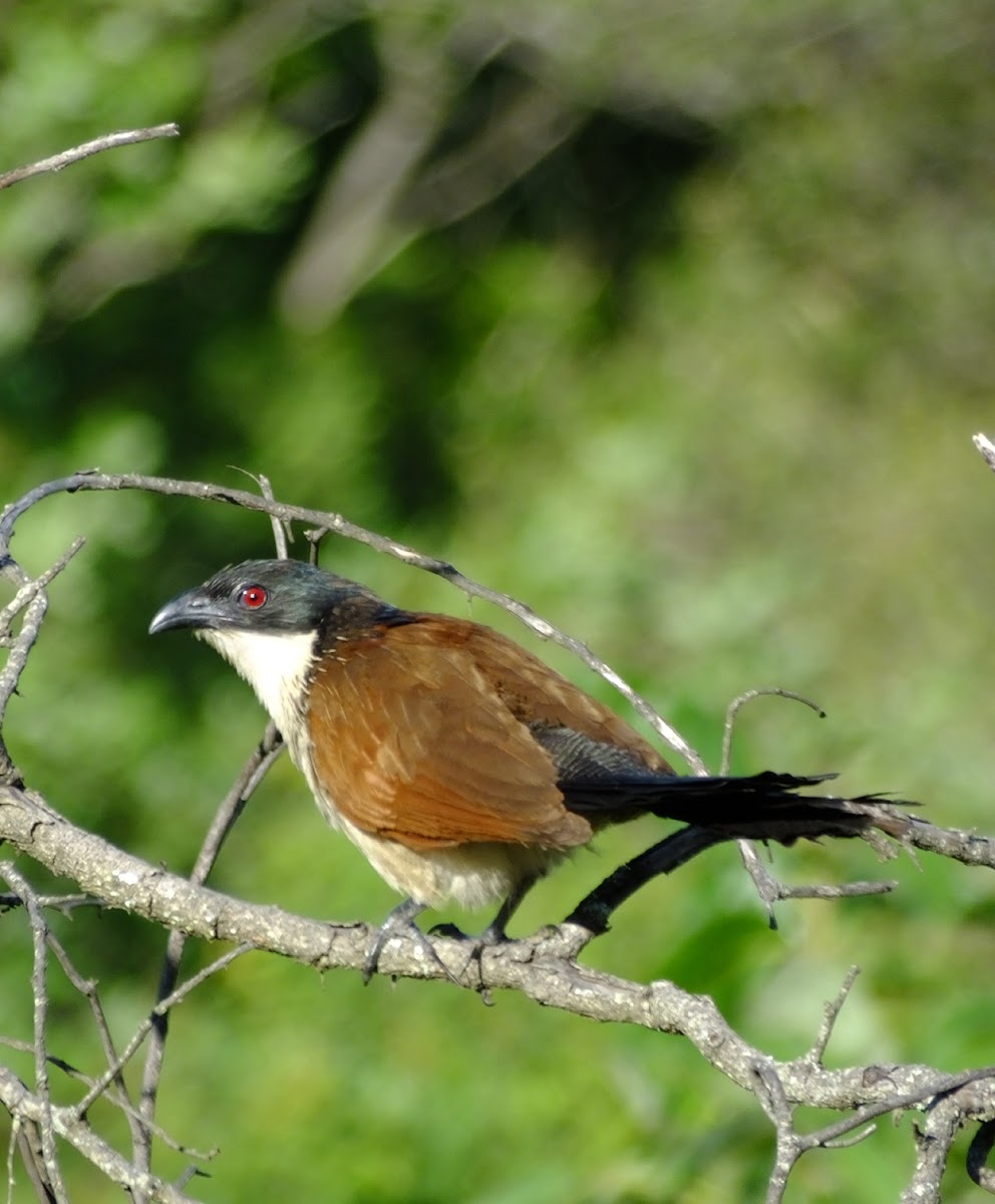 Coppery Tailed Coucal
