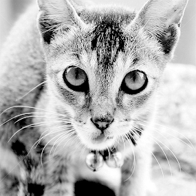 by Shakil Ahmed - Black & White Animals