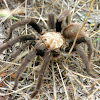 Colorado tarantula