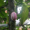 Cacao fruit