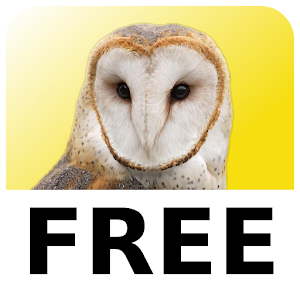 Magic Owl Free 1.1
