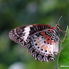 Leopard Lacewing