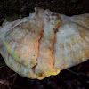 Chicken of the woods