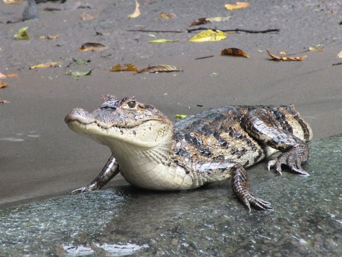 Spectacled Caiman