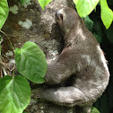 Sloth / bicho preguiça