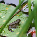 Northern Green Frog