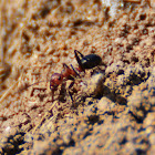 red and black ants