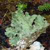 Lettuce lichen