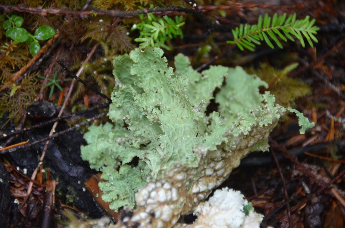Lettuce lichen