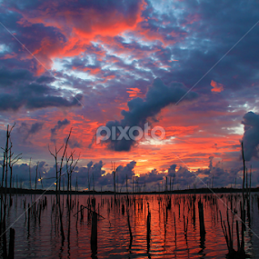 Earley Dawns Light by Roger Becker - Landscapes Sunsets & Sunrises