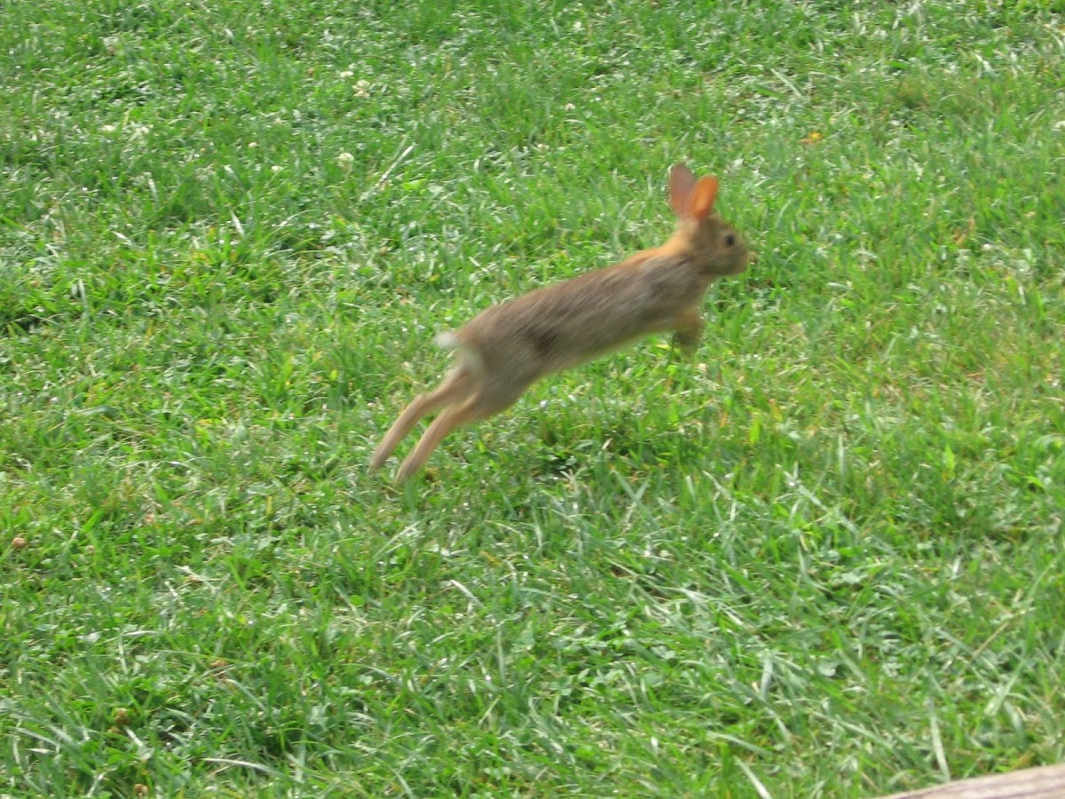 eastern cotton tail