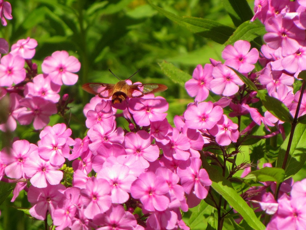 Clearwing Humming Bird Moth