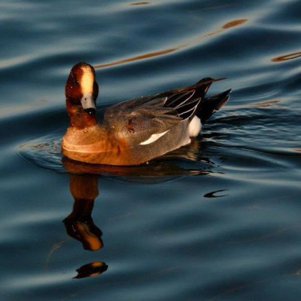 Eurasian Wigeon | Project Noah