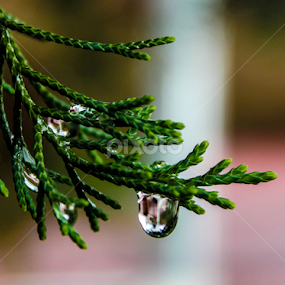 after the rain by Sina Moh - Nature Up Close Trees & Bushes