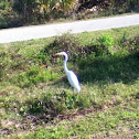 Great egret