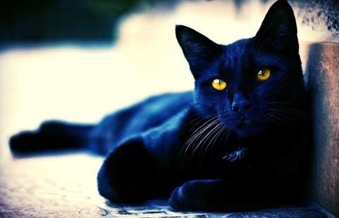 Cat Live Wallpaper Screenshots 0