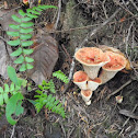 scaly vase chanterelle