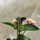 Long-Tailed Skipper