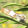 Five-spotted Eucosma Moth