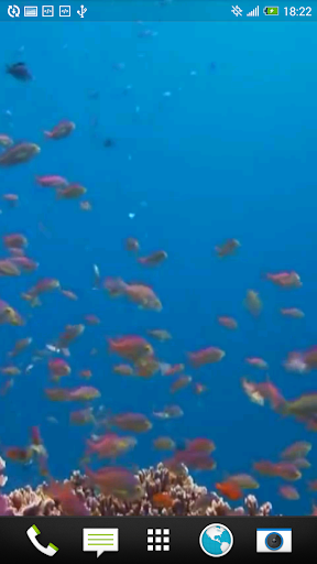 Coral Fish