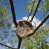 Bird nest in willow tree