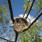 Bird nest in willow tree