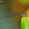 Dark-glittering Threadtail - Female